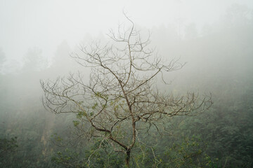 Twin trees in thick mist on a forest hill