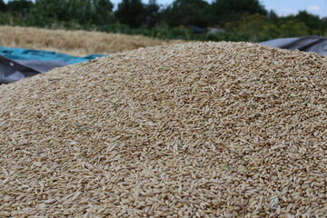 the village is harvesting grain, the mountain of barley is beautiful