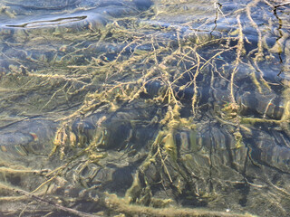 lake view of algae under the water surface