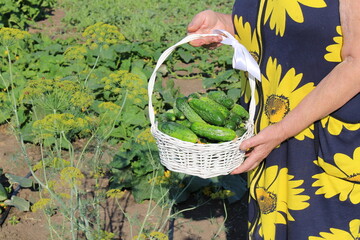 The woman grew cucumbers in her garden and is reaping a wonderful harvest