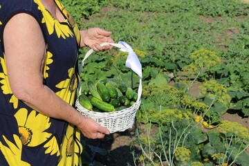 a woman lives in a village and grows organic, beautiful cucumbers