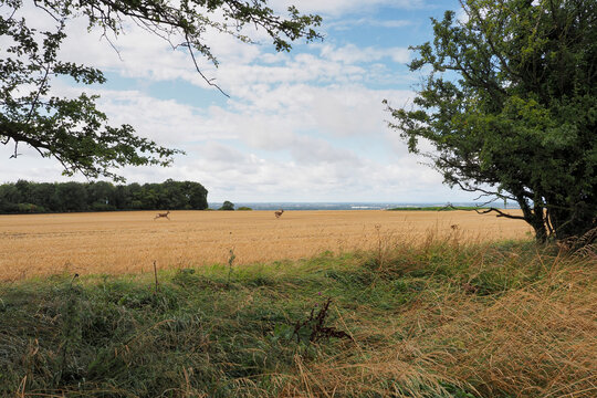 View from the DArcy Dalton Way, over Swindon with deer in field, Oxfordshire