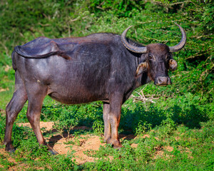 buffalo in the grass
