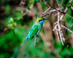 bee eater perched on branch