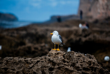 2024 03 21 Essaouira seagull 143