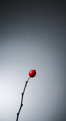 Minimalist Still Life: Single Red Rose Hip on Branch Against Gradated Background