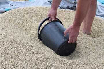 The barley harvest is in, there is joy in the village
