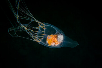 Tall-top Jelly (Solmissus species) with Amphipod inside