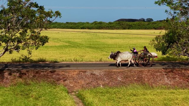 Side view of two people riding a traditional wooden bullock cart pulled by oxen along a rural road bordered by lush paddy fields and trees under clear blue sky, depicting peaceful agricultural lifesty