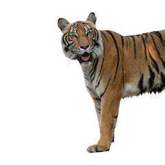 a big cat tiger isolated on white background