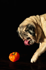Dog Licking Its Lips While Looking at a Ripe Tomato — Playful Food Concept with Dark Background and Copy Space
