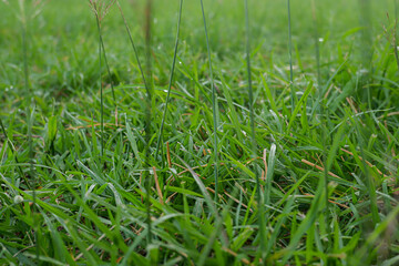 Wild Grass Blades with Morning Dew