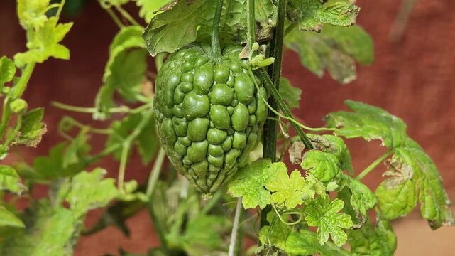 Heart shaped bitter gourd. Balsam pear.