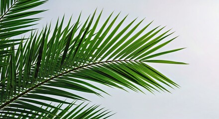 Fototapeta premium Lush Green Palm Fronds Tropical Foliage Background