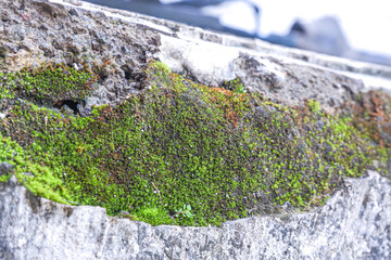 Green Moss Growing on Cracked Wall