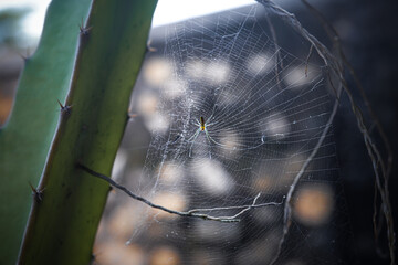 Spider on Web Between Cactus in Natural Light