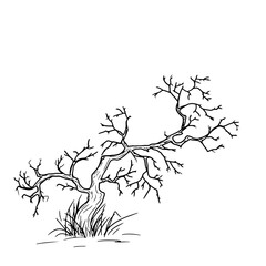 Fototapeta premium Old gnarled tree from dark forest thicket, black and white sketch in simple style. Vector illustration. Tree in thick grass, isolated on white background. Halloween, autumn, magic and witchcraft theme