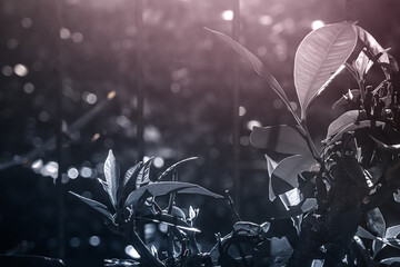 Minimalist Monochrome Photo of Pruned Plant with New Leaves