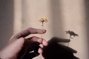 Hand Holding a Wilted Flower with Dramatic Shadow on Wall – Concept of Loss and Memory