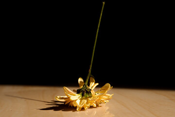 Yellow Flower on Floor with Shadow – Minimalist Still Life on Dark Background