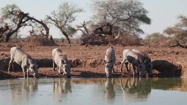 Five warthog piglets lining up for a drink at a muddy waterhole with beautiful reflection on the water's surface, Mashatu Game Reserve.