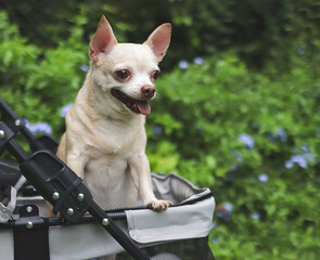 brown short hair chihuahua dog standing in pet stroller in the garden with purple flowers and green background. Smiling happily.
