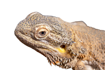 Close up of a Bearded Dragon, Pogona vitticeps, isolated on white background