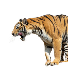 Close up of tiger isolated on white background