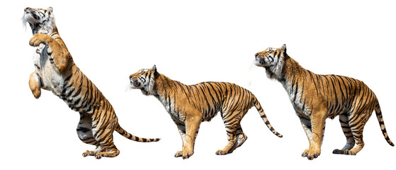 Obraz premium Set of Tiger doing jumping pose isolated on white background.