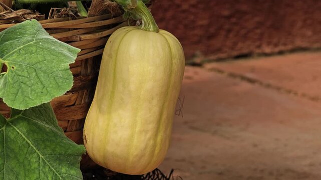 A butternut squash growing on a vine.