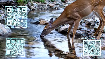 A deer drinks from a stream, with three QR codes digitally added to the scene. - Powered by Adobe