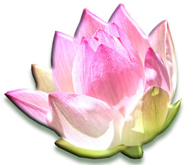 fleur nénuphar