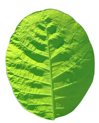 feuille