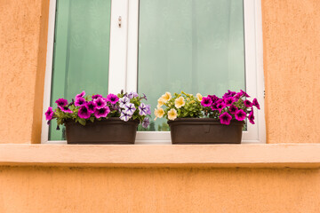 Brown flower pots with multicolored flowers are placed on a windowsill, adding a touch of color and charm. Peach wall of a building with windows decorated with flowers