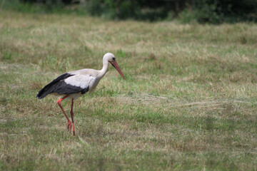 stork