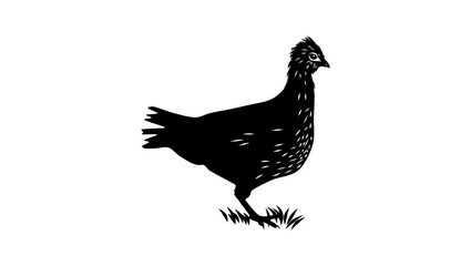 Nahan's Partridge bird , black isolated silhouette