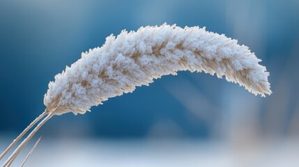 Close-up of a frosted grass plume against a blurred blue background, evoking winter serenity