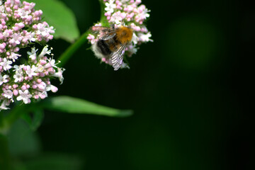 bee on flower