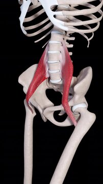 Psoas Major Muscle Movement Vertical Video