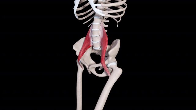 Psoas Major Muscle Movement
