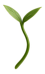 Cucumber sprout with curved stem and pointed cotyledons