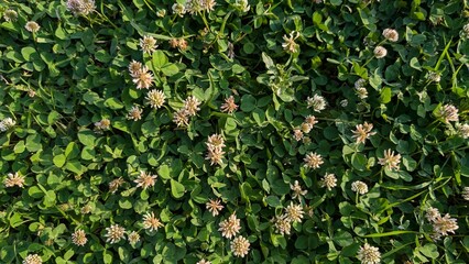 A vibrant clover field with delicate white flowers in bloom, showcasing natures beauty