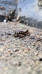Tropical Myriapod on Wet Earth Surface
