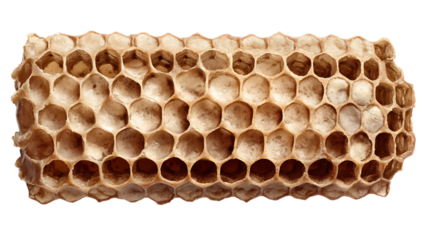 Close-up of empty honeycomb structure showing hexagonal cells isolated on white or transparent png