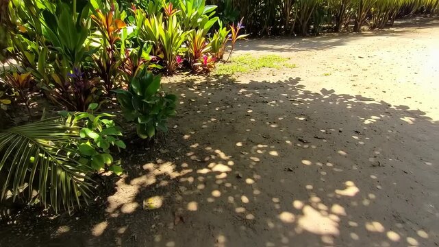 Lush Tropical Garden Scene with Traveler's Palm and Vibrant Plants in Sunlight