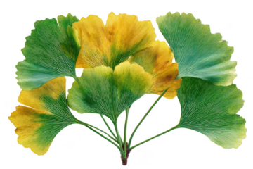 Ginkgo leaves with green and yellow gradient isolated on transparent background