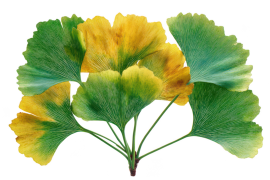 Ginkgo leaves with green and yellow gradient isolated on transparent background