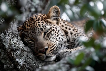 Obraz premium A leopard sleeping in a tree