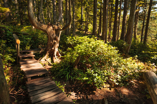 Fototapeta A boardwalk path through the forest in dappled shade in Washington state.
