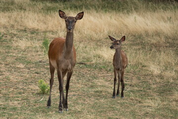 Deer in the meadow